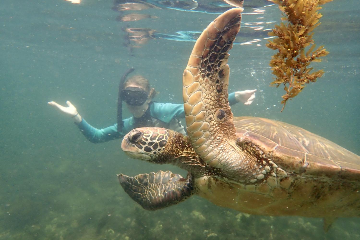 一名<a href='http://7d.hardknocksofhustle.com'>bv伟德ios下载</a>学生在Galápagos群岛游学途中与一只巨龟游泳.